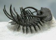 Koneprusia brutoni Moroccan Trilobite