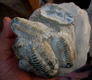 Trilobites in Preparation