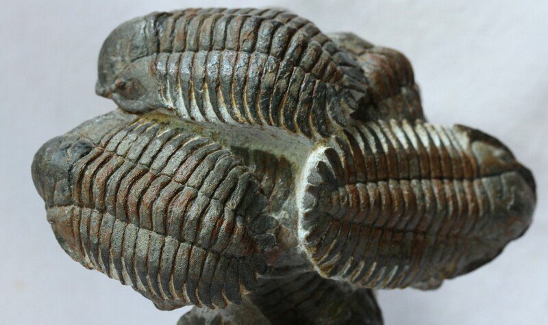 Eccoptochile mariana Trilobites