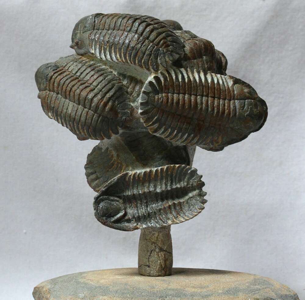 Eccoptochile Trilobites