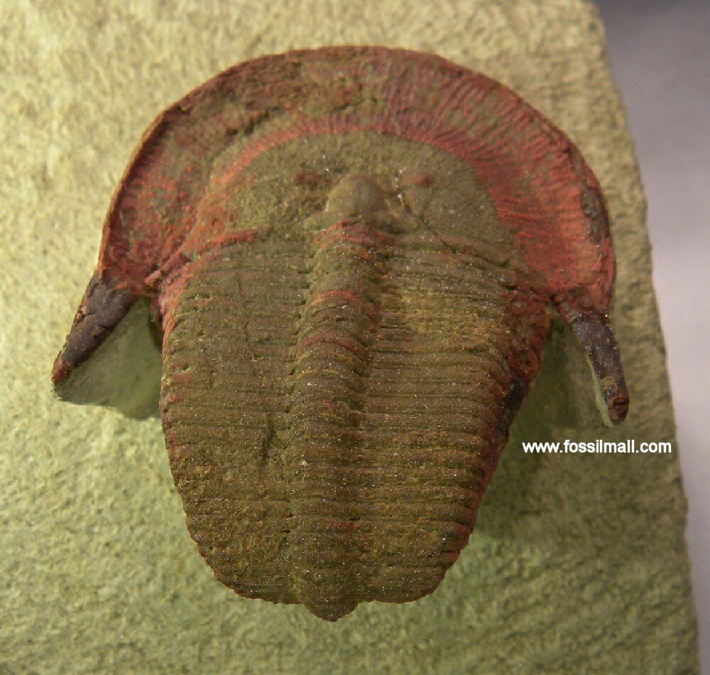 Harpides Trilobite