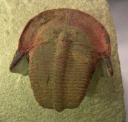 Harpides Moroccan Trilobite