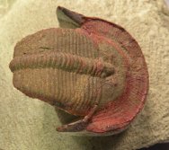 Undescribed Harpides Ordovician Trilobite from Morocco