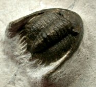 Phaetonellus Moroccan Trilobite