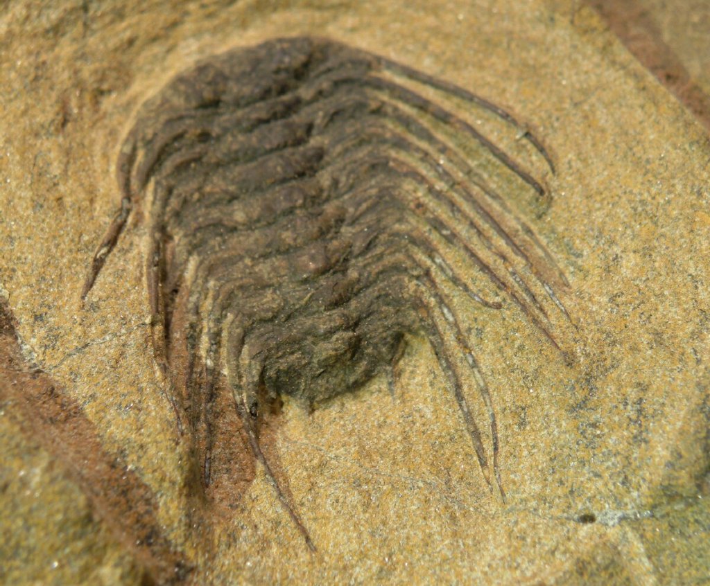 Selenopeltis Trilobite