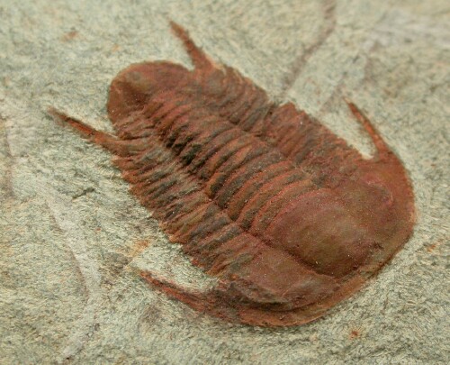 Myopsolenoites Cambrian Trilobite