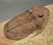 Asaphellus Moroccan Trilobite