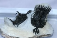 Walliserops Tridens Trilobites