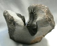 Crotalocephalus (Cyrtometopus) Trilobites