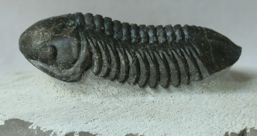Struveaspis 