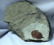 Uralichas Lichid Trilobite