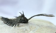 Walliserops trifurcatus Trilobite