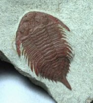 Uralichas Trilobite