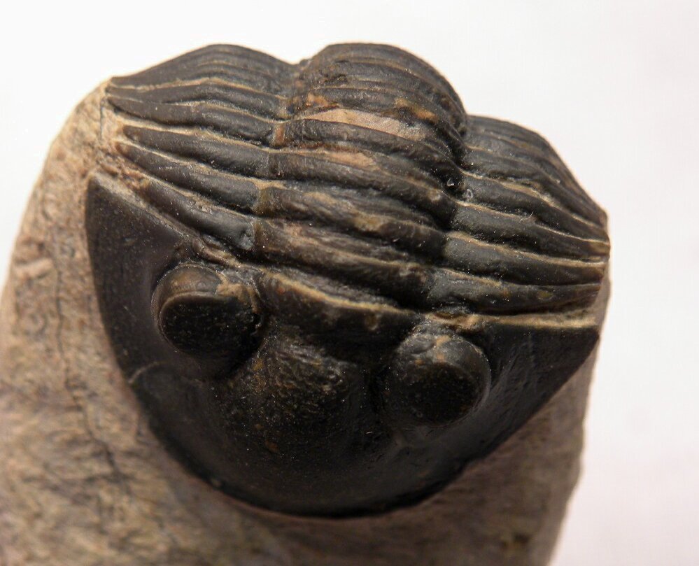 NEW Scutellid Moroccan Trilobite