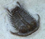 Cyphaspides Moroccan Trilobite