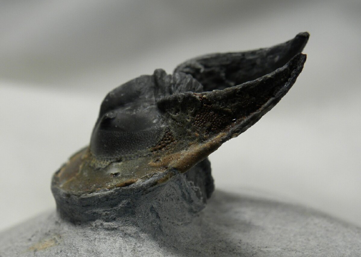 Scotoharpes Trilobite