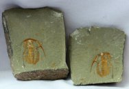 Hamatolenus vincenti Trilobite