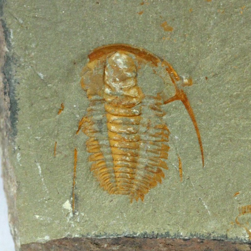 Hamatolenus Moroccan Trilobite