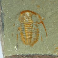 Hamatolenus vincenti Trilobite 