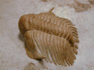 Acanthoparypha gibbus