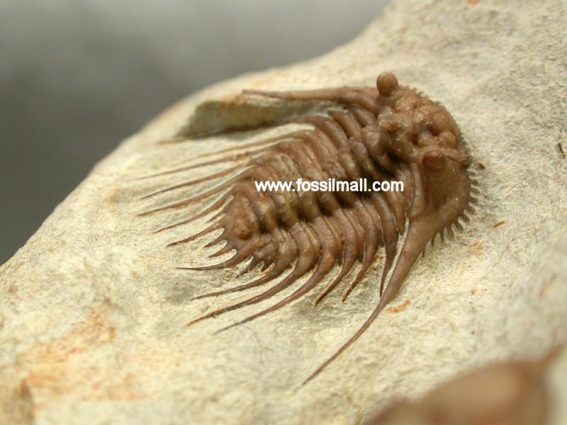 Kettneraspis williamsi