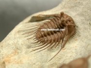 Kettneraspis williamsi