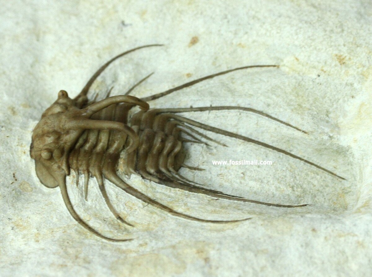 Dicranurus hamatus elegantus Lichid Oklahoma Trilobite