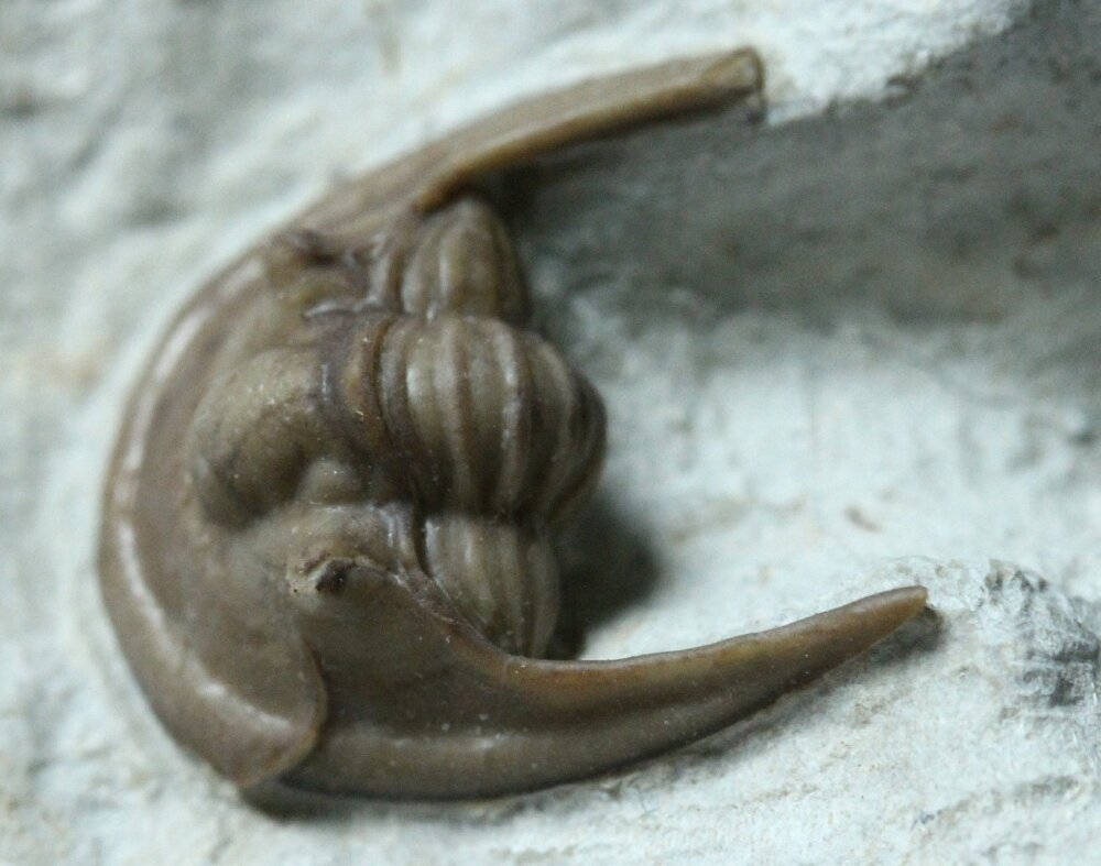 Cordania Oklahoma Trilobite