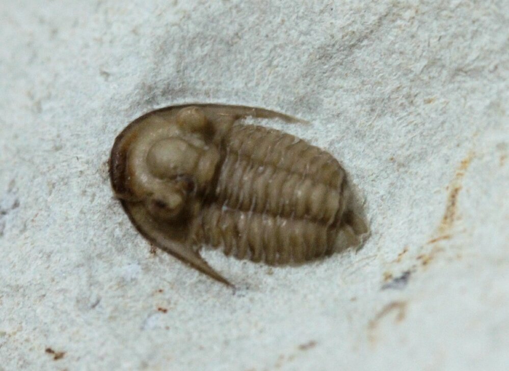 Maurotarion