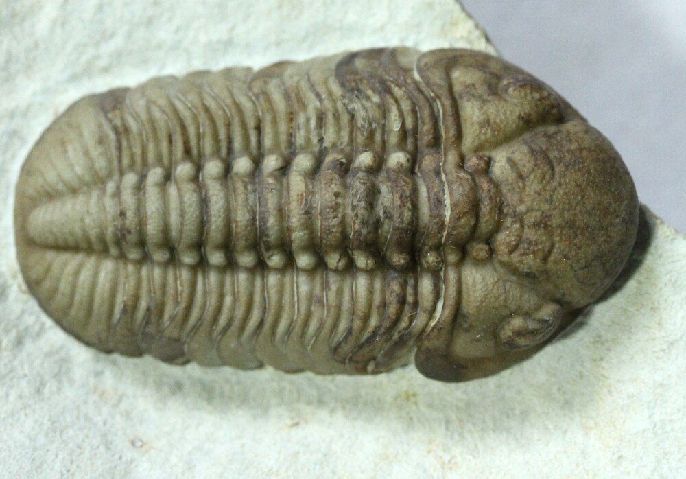 Lochovella (Reedops) deckeri Trilobite