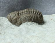 Kainops Black Cat Mountain Oklahoma Trilobite