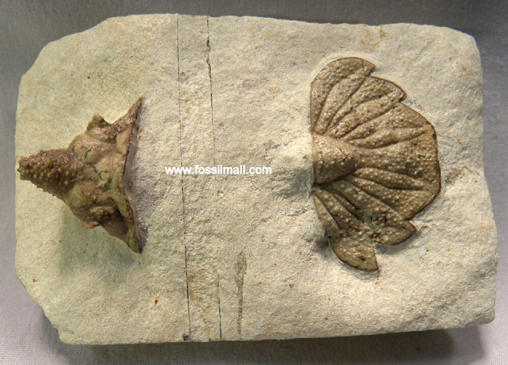 Echinolichas  Oklahoma Trilobite