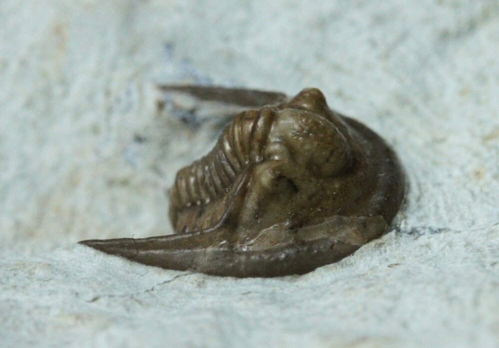 Cordania falcata Oklahoma Trilobite