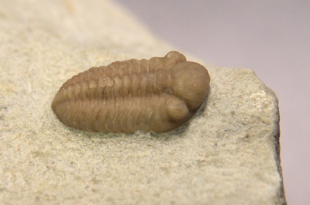 Viaphacops Phacopid Trilobites