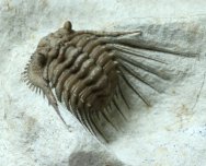 Kettneraspis Oklahoma Trilobite