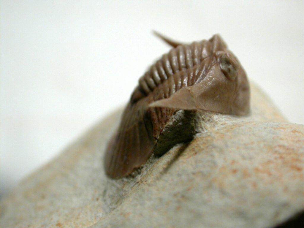 Breviscutellum