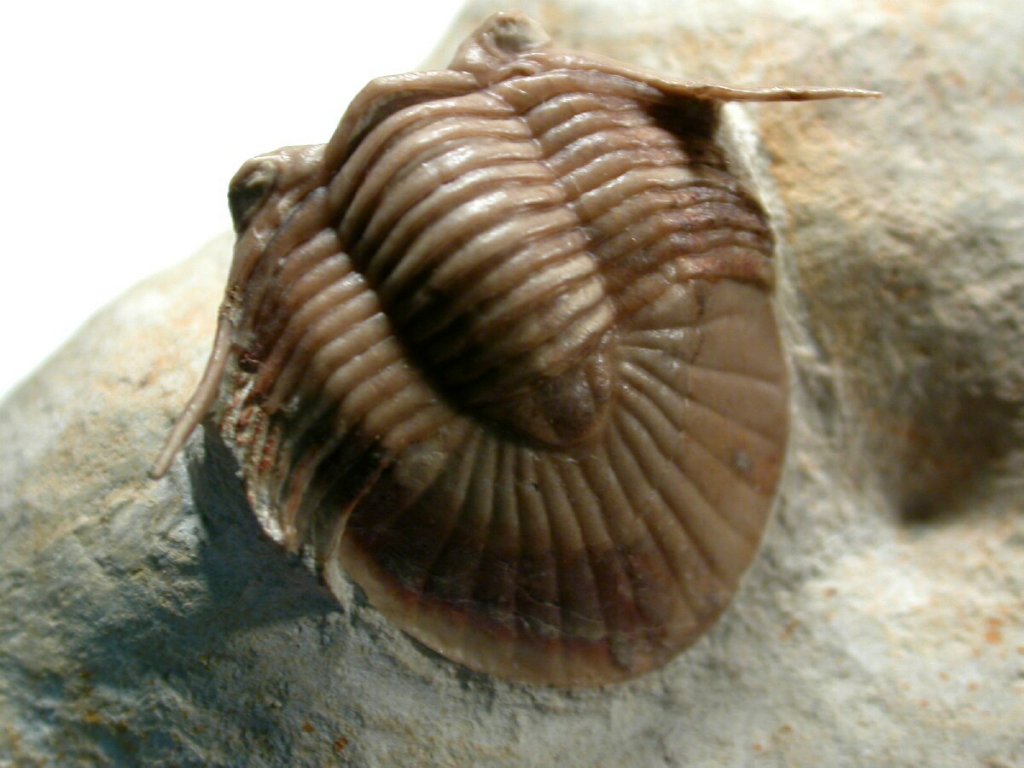 Breviscutellum