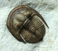 Pathological Cordania falcata Trilobite