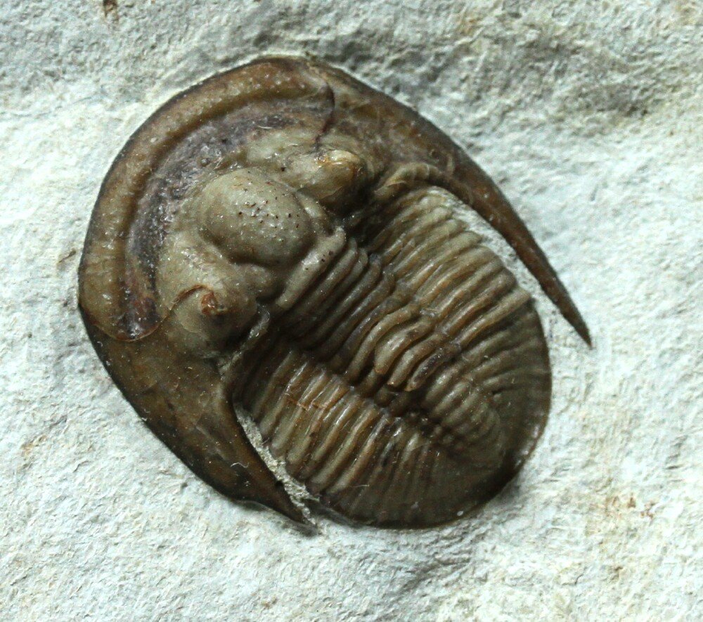 Cordania falcata Trilobite