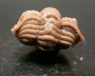 Encrinuroides capitonis trilobite