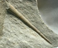 Cephalopod Fossil 