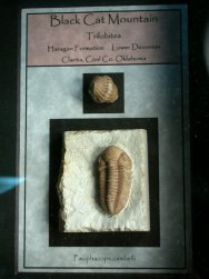 Paciphacops campbelli