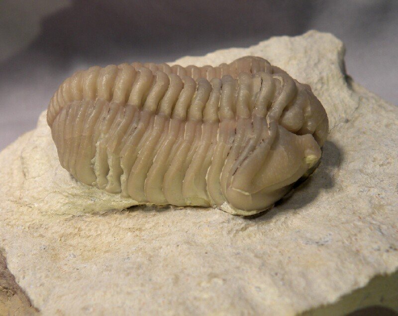 Calymene Oklahoma Trilobite