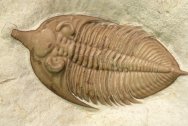 Huntoniatonia (Huntonia) huntonensis Oklahoma Trilobite