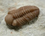 Viaphacops Oklahoma Trilobites