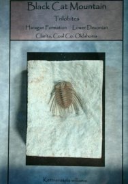 Kettneraspis williamsi Oklahoma Trilobite