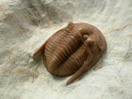 Cordania falcata Oklahoma Trilobite