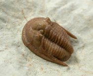 Cordania falcata Trilobite