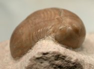 Dysplanus acutigenia Russian trilobite