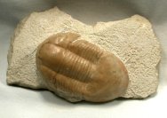 Illaenus sinuatus Russian Ordovician Trilobite